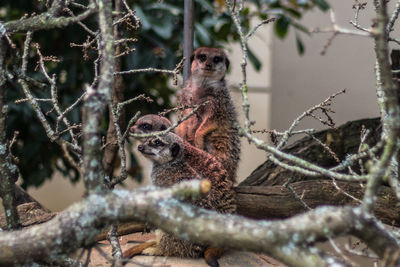 Meerkats standing on tree at zoo