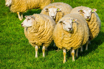 Portrait of sheep on field