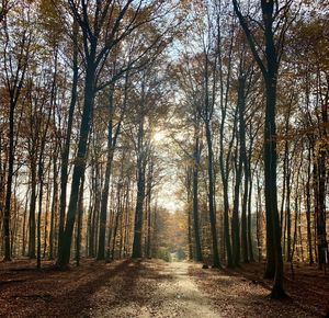 Trees in forest during autumn