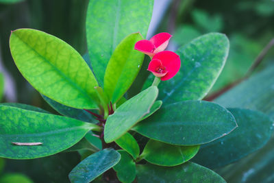 Close-up of pink flowering plant growing outdoors