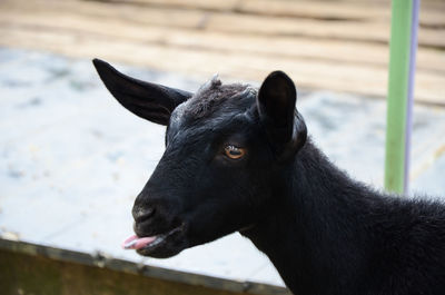 Close-up portrait of black horse