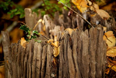 Close-up of tree trunk