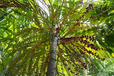 Low angle view of tree branch in forest