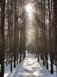 Snow covered land amidst trees in forest