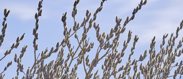 Low angle view of plants against sky