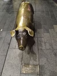 High angle portrait of cow standing