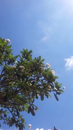 Low angle view of flowering tree against blue sky