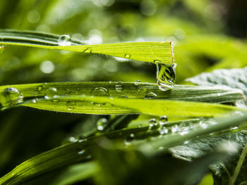 Close-up of wet leaf