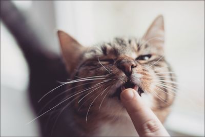 Close-up portrait of cat