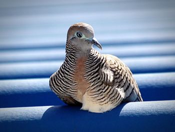 Close-up of bird perching on blue wall