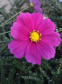 Close-up of pink flower