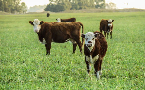 Horse grazing on field