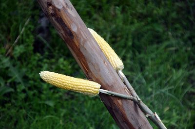 Close-up of yellow plant on field