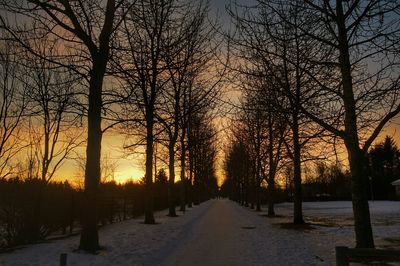 Road passing through bare trees at sunset