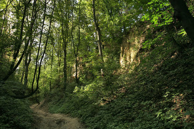 Trees in forest