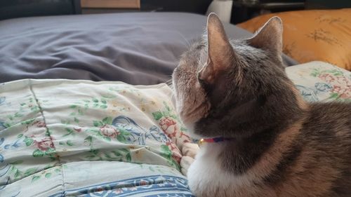 Cat relaxing on bed at home