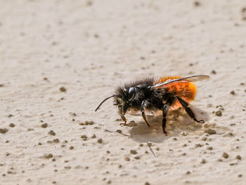 Close-up of bee on sand