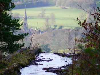 Scenic view of river flowing through forest