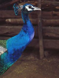 Close-up of peacock