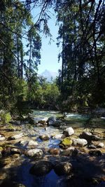 Scenic view of river in forest against sky