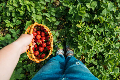 Strawberry field on fruit farm. fresh ripe organic strawberry in basket. harvesting on 