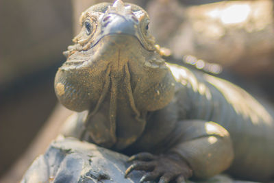 Close-up of female outdoors