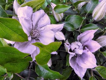 Close-up of flowers blooming outdoors