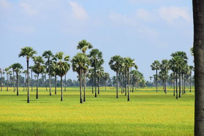 Trees on field against sky