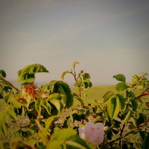 Close-up of plants against sky