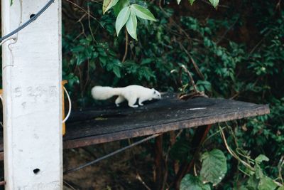 White cat looking away