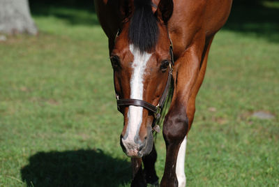 Beautiful meandering bay horse in a large grass field.