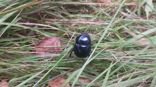 Close-up of insect on grass