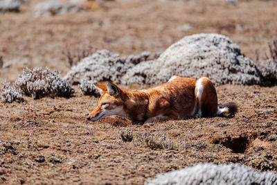 Fox on field