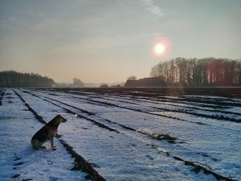 Dog standing on landscape at sunset