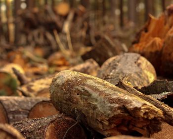 Close-up of wood on field in forest