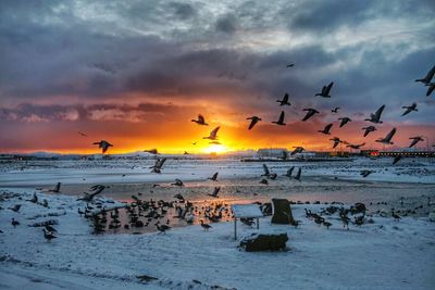 Birds flying over sea