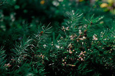 Close-up of fresh green plant in field