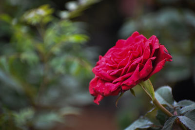 Close-up of pink rose