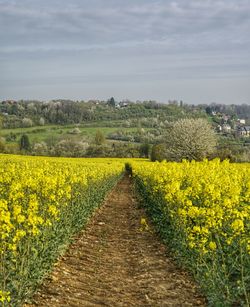 Scenic view of oilseed rape field against sky