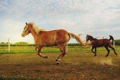 Horses on a field