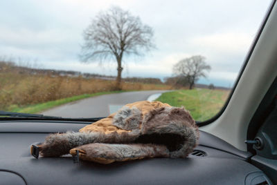 View of sheep in car