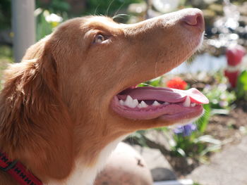 Close-up of a dog