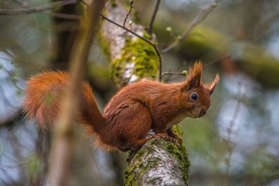 Close-up of squirrel on tree