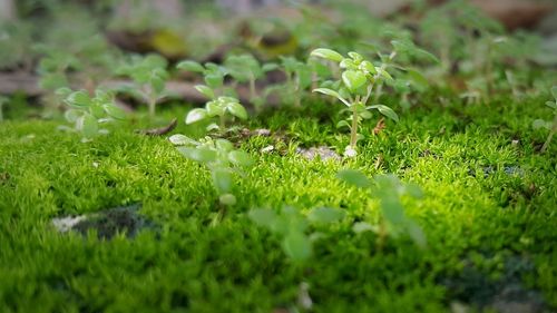 Plant growing on grassy field