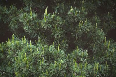 Full frame shot of green plant growing outdoors