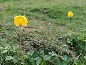 Close-up of yellow flower growing in field