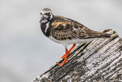 Close-up of bird perching on wood