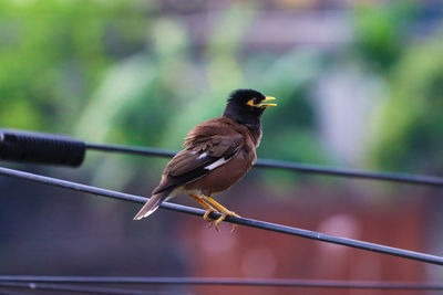 Close-up of bird perching on wood