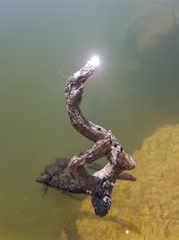 Close-up of lizard on rock in lake