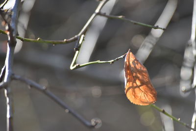 Close-up of dry leaves on tree during winter